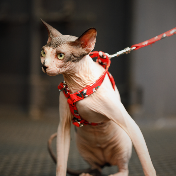 Collars &amp; Leashes