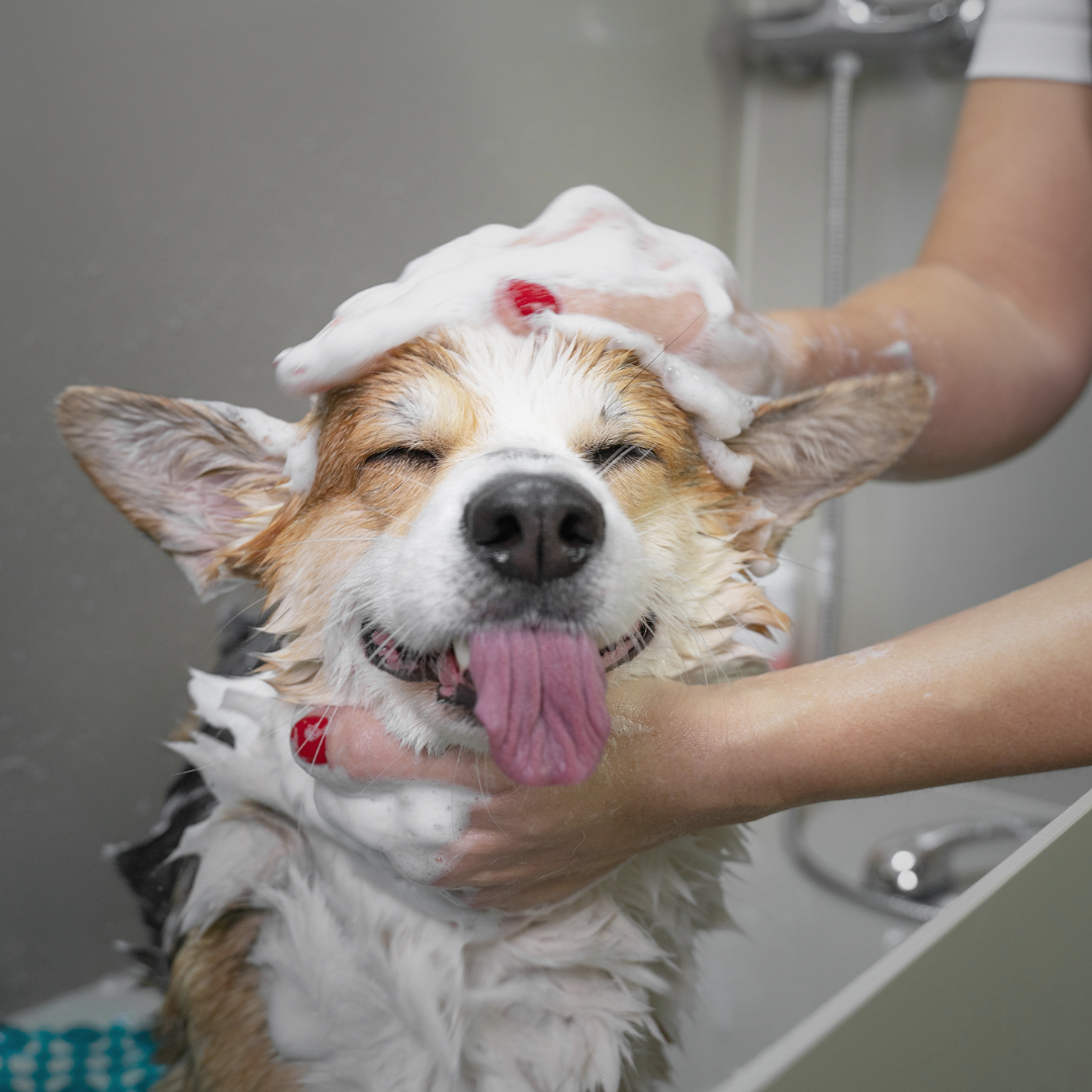 Grooming